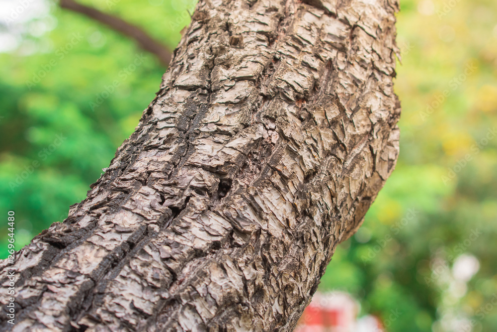 Closeup giant tree bark textures with yellow sunlight. Selective focus wallpaper. Closeup giant tree bark textures with yellow sunlight. Selective focus wallpaper.