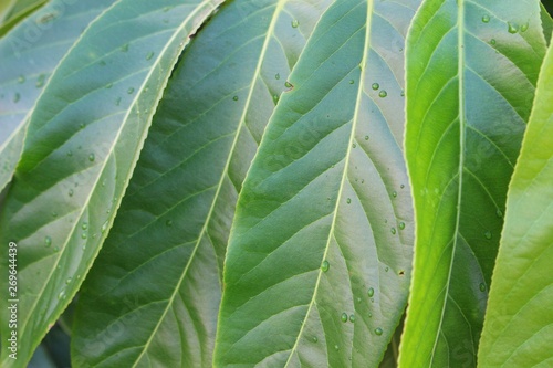  Rain on green leaves