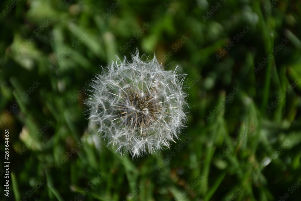 Obraz premium flower dandelion