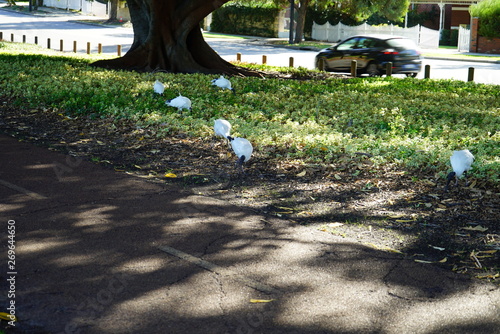 ibis' in a park