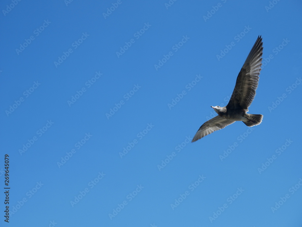 seagull in flight seagull in flight