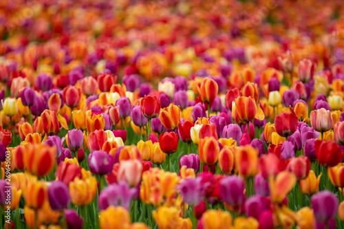 Field of tulips. #269645003