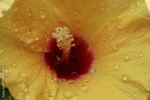 Hawaiian, rosemallow, hibiscus flower with water drops