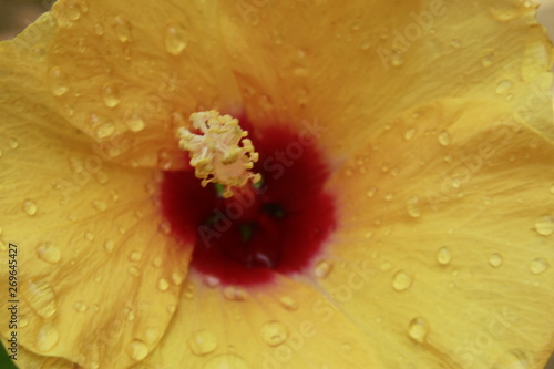 Hawaiian, rosemallow, hibiscus flower with water drops