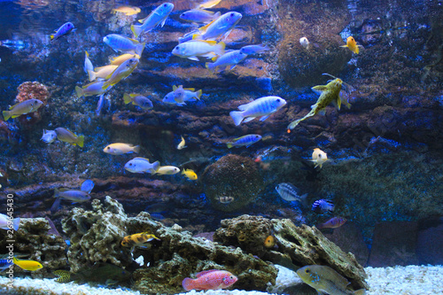 many colorful aquarium fish