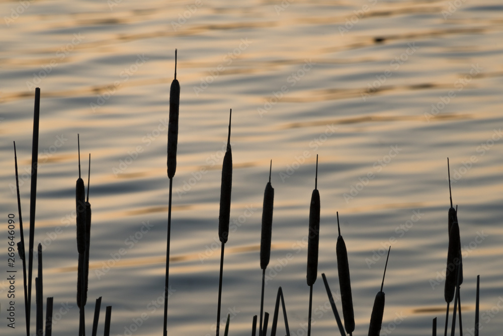 Cattails Silhouetted Against Rippling Water Cattails Silhouetted Against Rippling Water