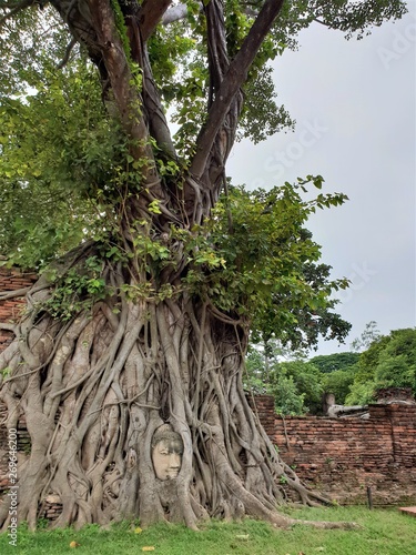 ancient thai temple and big tree 