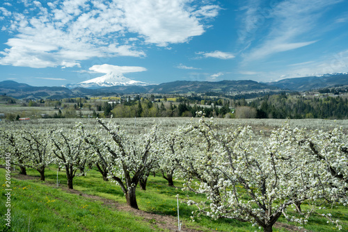 Fototapeta Naklejka Na Ścianę i Meble -  Mount Hood over Orchards near Hood River, Oregon