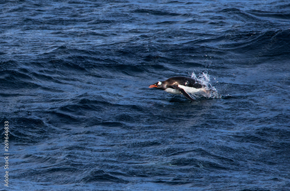 Fototapeta premium Gentoo penguin jumping in water