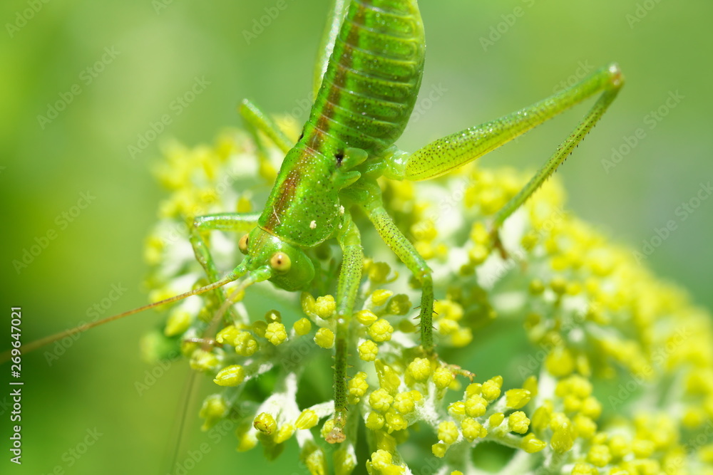 Tokyo,Japan-May 25, 2019: A locust on Buds of Annabelle Hydrangea