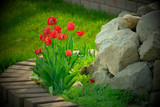 Red tulips on a beautiful lawn on a background of stones. The design of the design of home gardens. Landscape concept.