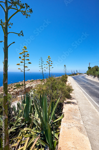 Agave plants along road on south coast of Malta island