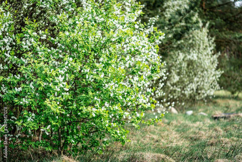 Fototapeta Naklejka Na Ścianę i Meble -  White bird cherry blooming in spring