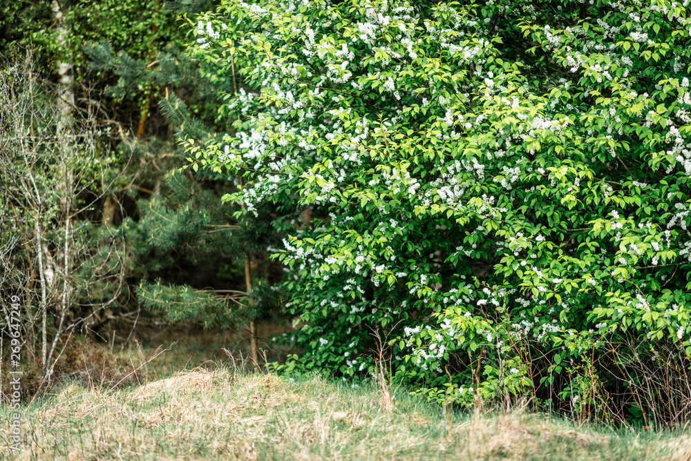 White bird cherry blooming in spring White bird cherry blooming in spring