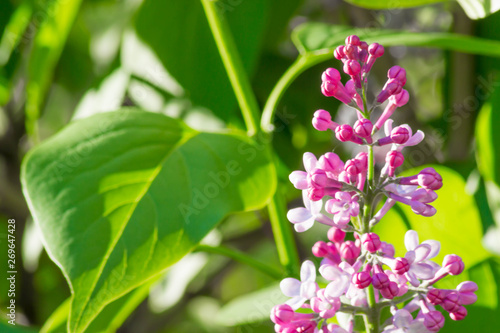 Beautiful Lilac in the sun