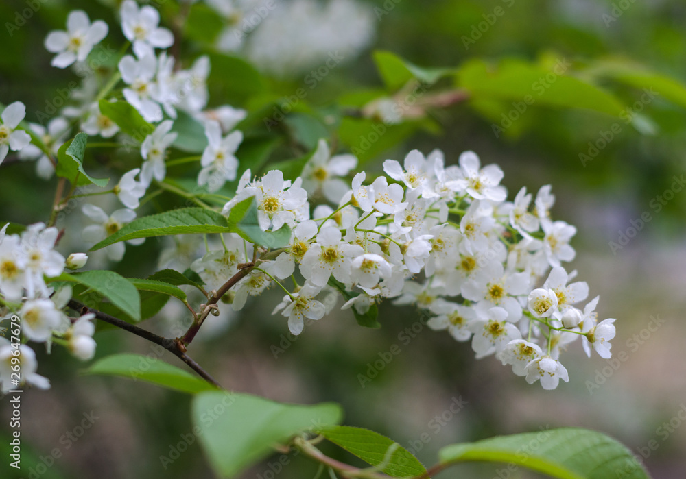 Branch of bird cherry with white flowers. Spring. Branch of bird cherry with white flowers. Spring.