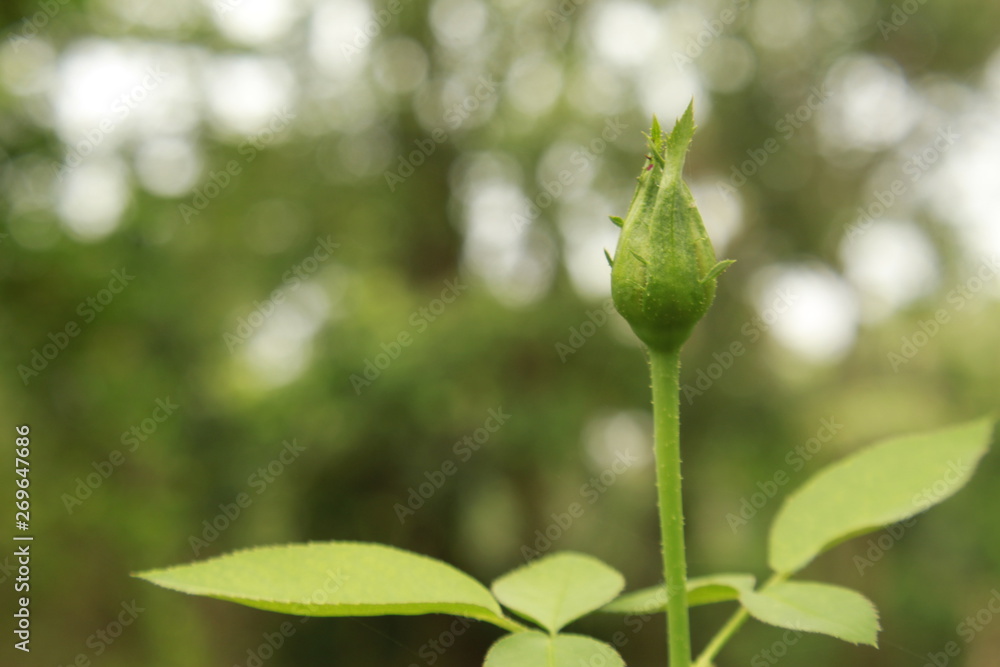 Rose bud Rose bud