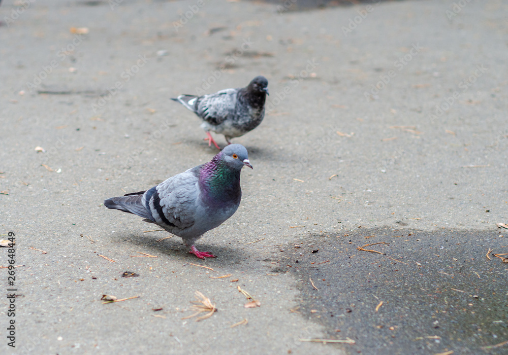 Fototapeta premium Pigeons walk along the road. City birds