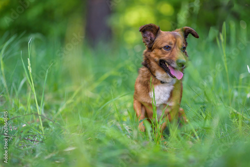 Portrait of a dog in the forest in the high grass close-up.