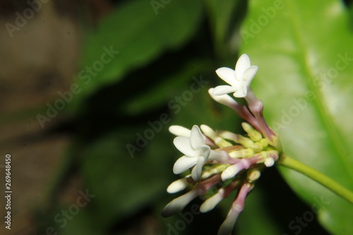 Close up macro of Indian snakeroot flower and buds (Rauvolfia serpentina,Patalgaruda). Urdu Asrel Indonesia, Pule pandak, Mizo Rultúrzung. photo