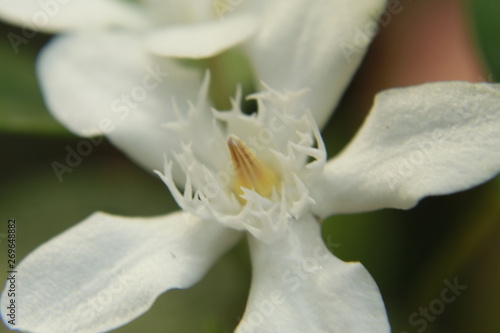 Macro closeup of vibrant beautiful white wrightia antidysenterica, milky way or wrightia religiosa photo