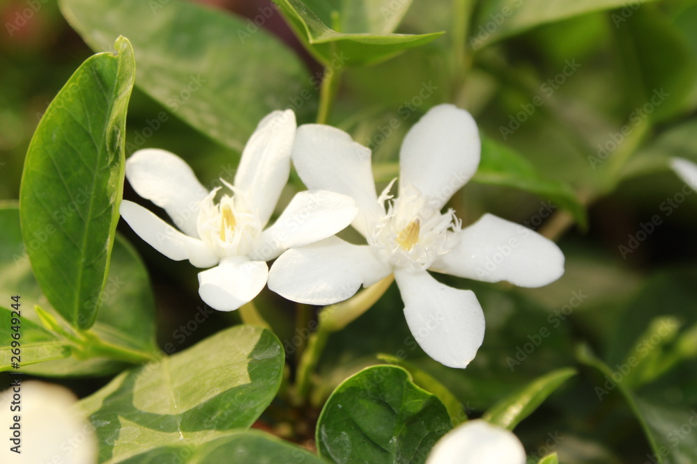Small and fragile White Wrightia antidysenterica flowers. Small and fragile White Wrightia antidysenterica flowers.
