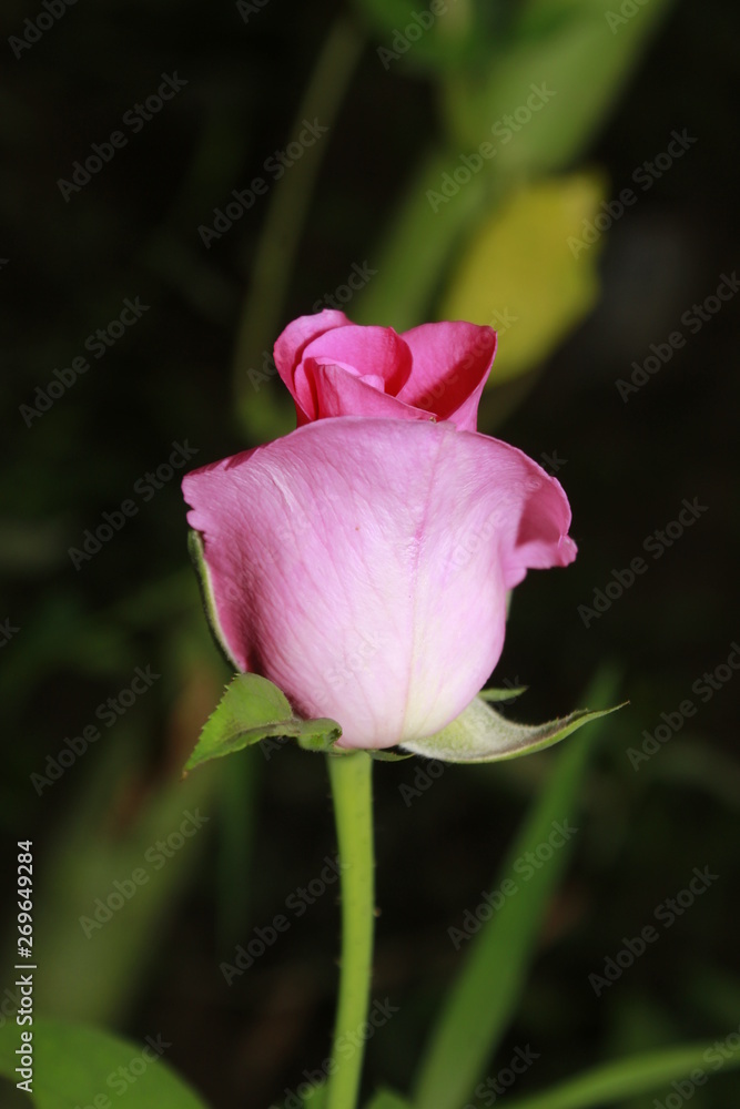 Beautiful fresh pink rose close up. Beautiful fresh pink rose close up.