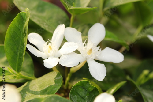 Small and fragile White Wrightia antidysenterica flowers.