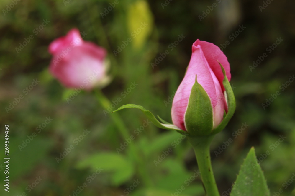 Beautiful fresh pink rose close up.