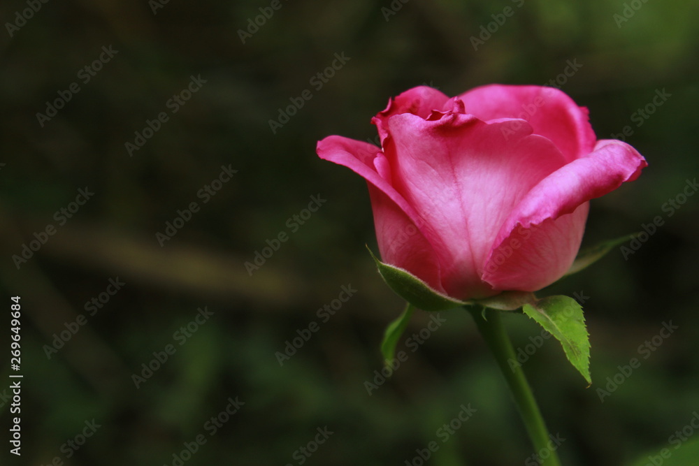 Pink rose flower close-up against black background. Dramatic look of rose for a gorgeous background. pink rose in the dark Pink rose flower close-up against black background. Dramatic look of rose for a gorgeous background. pink rose in the dark