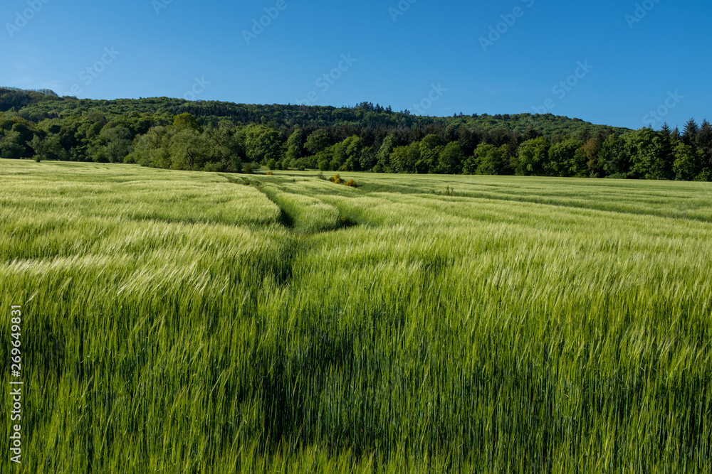 Grünes Getreidefeld in der Morgensonne