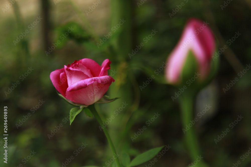 Pink rose flower in garden.Defocused blurr background with copy space for text or word.