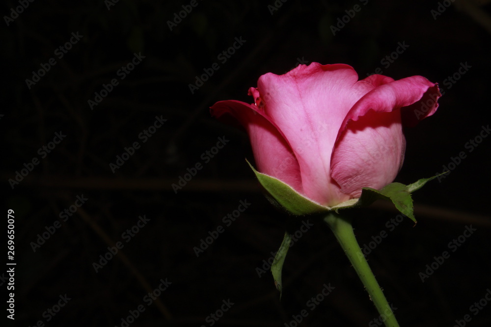 Pink rose flower close-up against black background. Dramatic look of rose for a gorgeous background. pink rose in the dark Pink rose flower close-up against black background. Dramatic look of rose for a gorgeous background. pink rose in the dark
