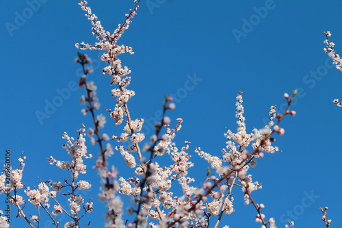 branch of a tree in spring