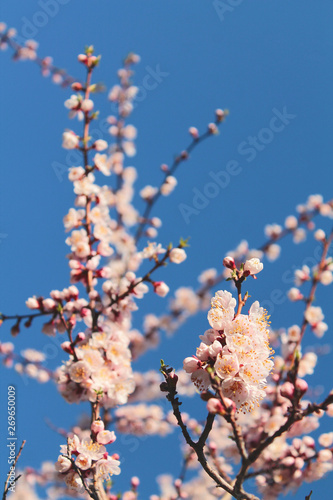 pink flowers in spring