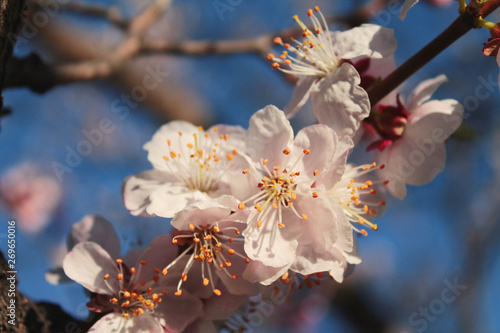 cherry blossom macro
