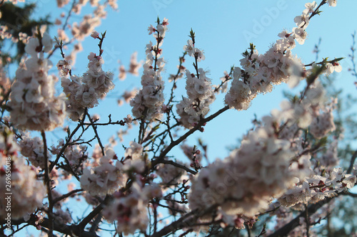 tree in bloom