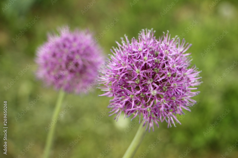 Blooming garlic decorative on blurred green grass background Blooming garlic decorative on blurred green grass background