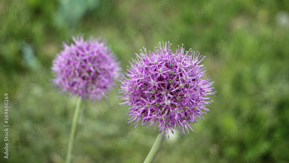 Two lilac blooming garlic flowers on blurred green grass background Two lilac blooming garlic flowers on blurred green grass background