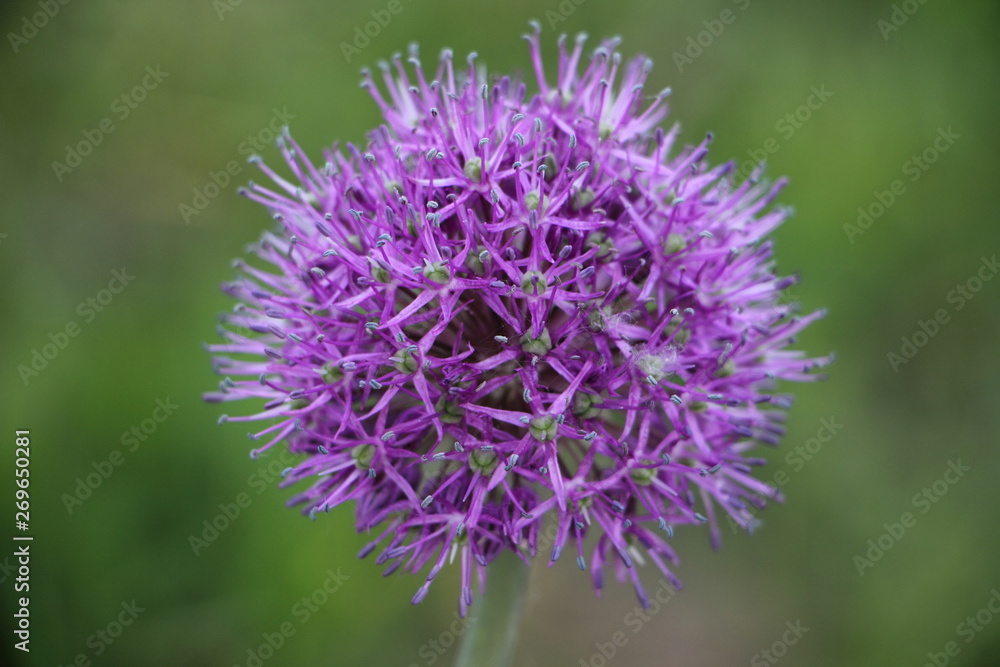 Decorative purple blooming garlic close up on blurred green grass background Decorative purple blooming garlic close up on blurred green grass background