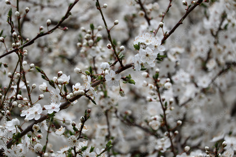 beautiful pure white and fragrant fruit tree blossoms in spring beautiful pure white and fragrant fruit tree blossoms in spring