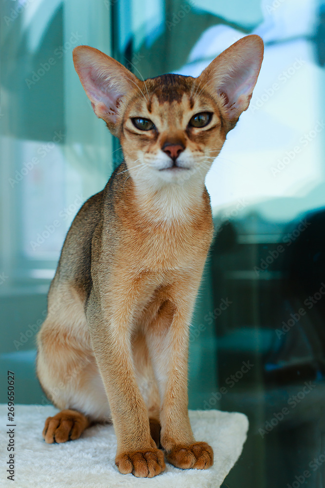 The Abyssinian red cat , portrait The Abyssinian red cat , portrait