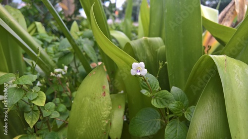 small orchid of the valley