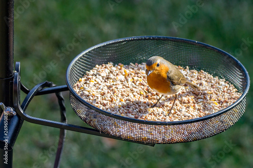 robinon bird feeder photo