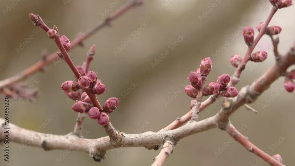 Red plum blossom. Flowers in spring series: plum blossoming in spring, it is the only remaining last winter flower, is the earliest blooming flower in spring.