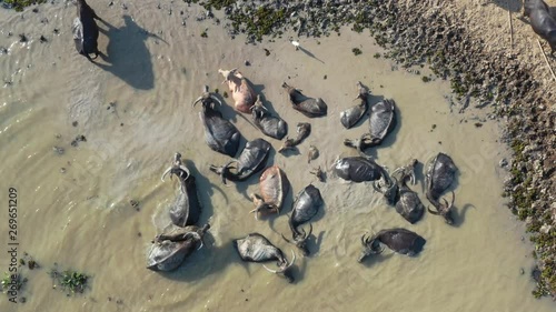 Aerial view buffalo herd at riverside, Thailand