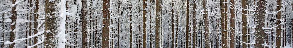 panorama with the stems of trees in winter forest panorama with the stems of trees in winter forest