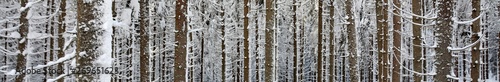 panorama with the stems of trees in winter forest © sebi_2569