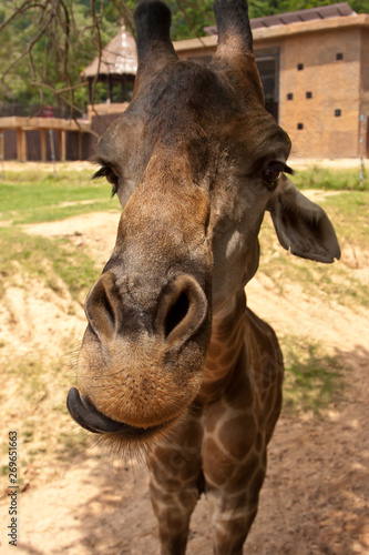Closeup giraffe looking in camera © Alexey Oblov