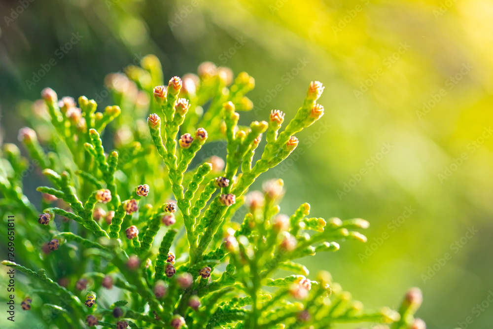 Green branches on a conifer tree in spring Green branches on a conifer tree in spring